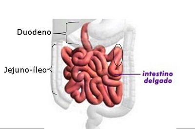 Cuerpo humano. - Mind Map
